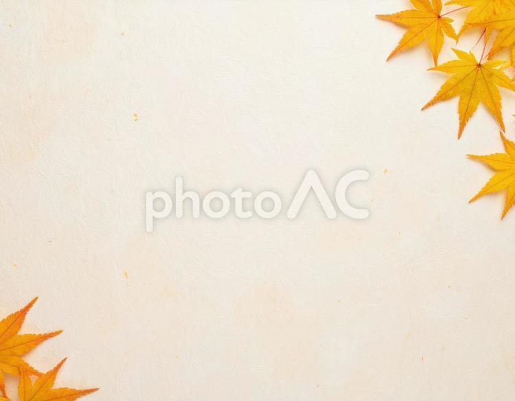 柔らかな黄背景を彩る紅葉フレーム 紅葉,もみじ,カエデの写真素材