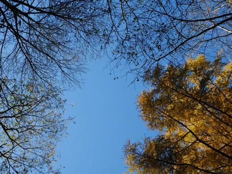 青空と紅葉 上高地,ハイキング,紅葉の写真素材
