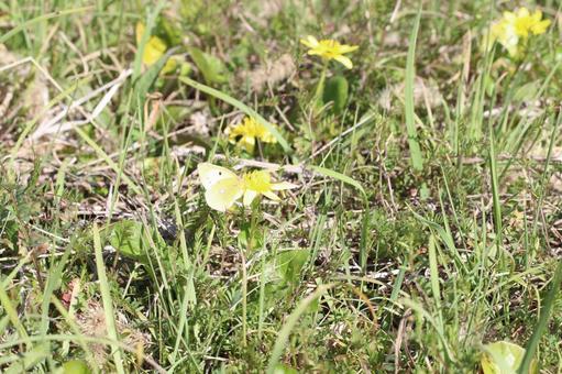A Colias butterfly resting on a yellow flower, butterfly, butterfly, monchhopper, JPG
