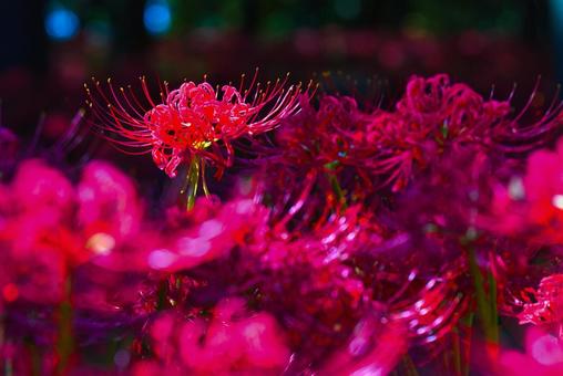 お彼岸に赤色に染める曼殊沙華 お彼岸に赤色に染める曼殊沙華の写真