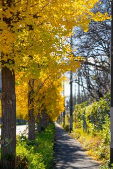 黄金色のイチョウ並木 イチョウ,銀杏,並木道の写真素材