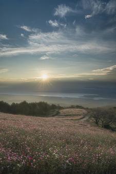 長崎-【白木峰高原のコスモス】 長崎-【白木峰高原のコスモス】 長崎,諫早,白木峰高原の写真素材