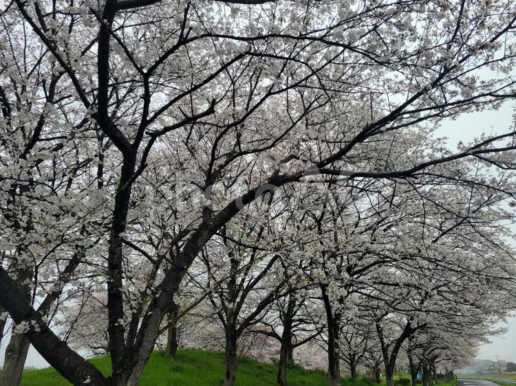 キレイに花咲く桜並木 さくら,サクラ,桜の写真素材