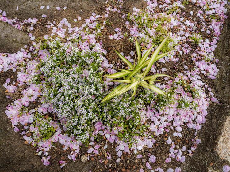 散り桜と花壇 散り桜,花びら,ピンクの写真素材