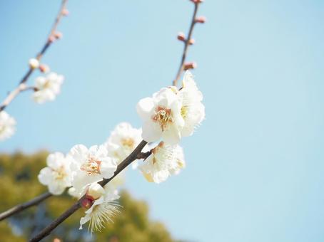 梅の花 梅の花 梅の花,白梅,春の写真素材