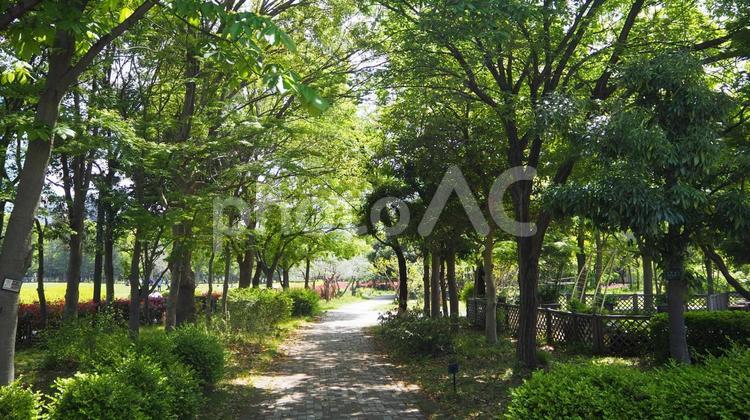東京江東区の初夏・新緑の木場公園の散歩道 初夏,木場公園,新緑の写真素材