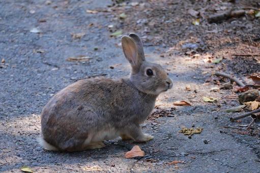 道路を渡るウサギ 道路を渡るウサギ ウサギ,兎,動物の写真素材