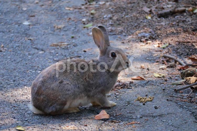 道路を渡るウサギ ウサギ,兎,動物の写真素材