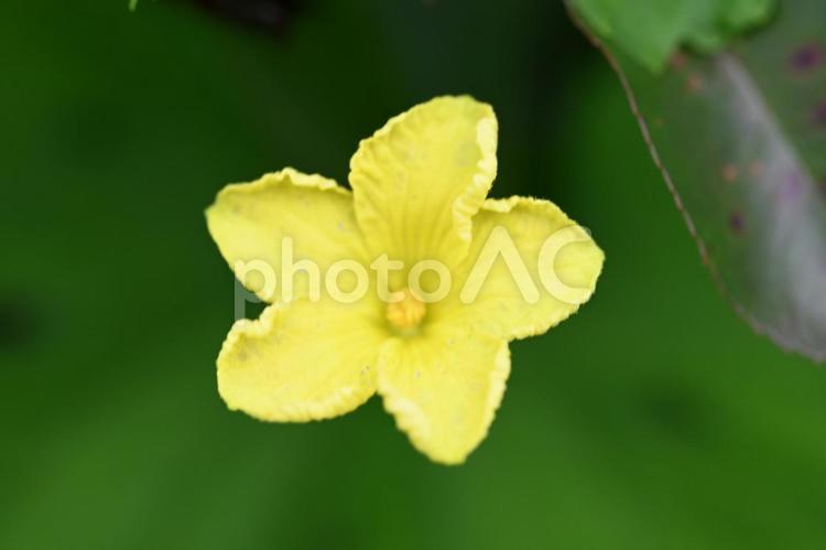 家の畑に咲いたゴーヤの花 夏,黄色い花,自然の写真素材