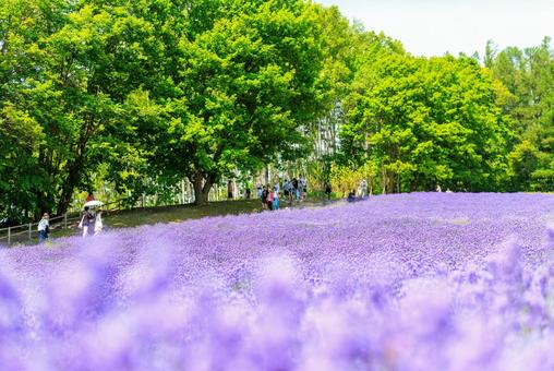 ラベンダー畑 ラベンダー畑,ラベンダー,花の写真素材