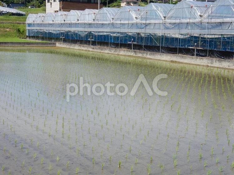 【風景写真】田植え後の水田 水田,田んぼ,田の写真素材