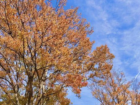 紅葉と空 紅葉,空,雲の写真素材