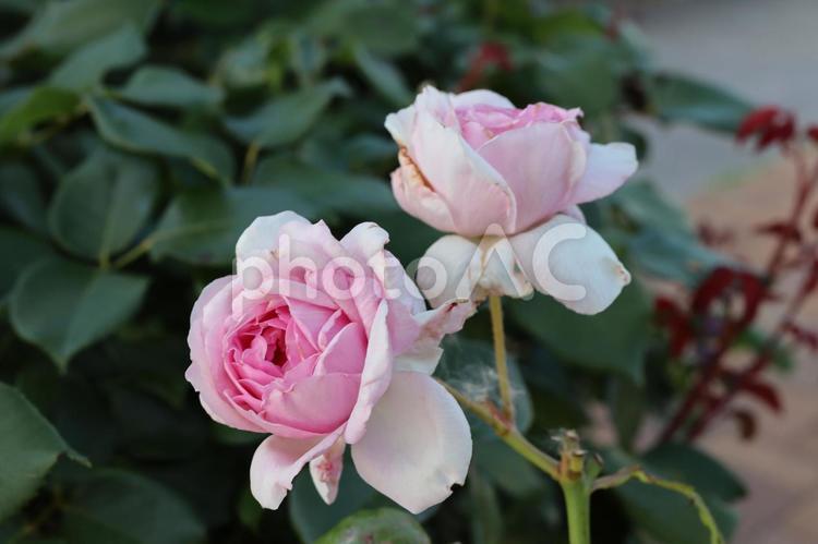 バラ園にてピンクの薔薇を撮りました 花,薔薇,自然の写真素材