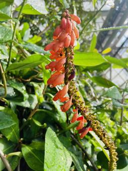 植物 花 植物 花 植物,花,植物園の写真素材