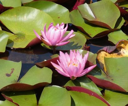 睡蓮花 睡蓮花 ハス,浮かぶ,きれいの写真素材