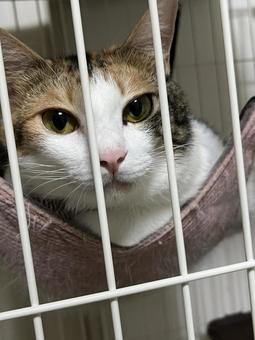 みけねこの写真