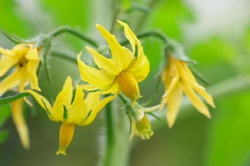 トマトの花 トマトの花 トマト,花,黄色の写真素材