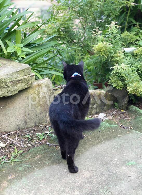 後ろ姿美人の黒猫 猫,黒猫,にゃんこの写真素材