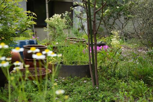 庭の花 庭の花の写真