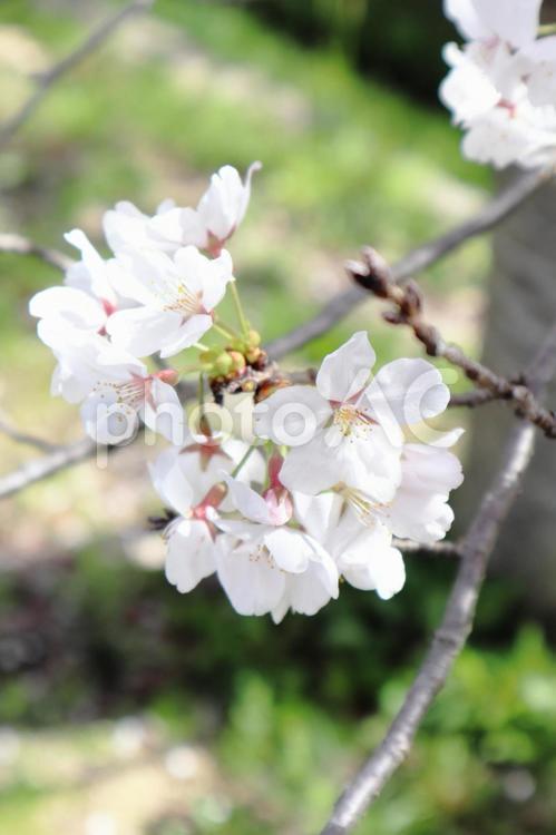 春のイメージ　桜 植物,卒業,入学の写真素材