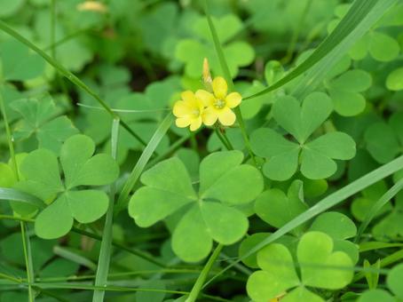 カタバミの花 カタバミの花 花,カタバミ,夏の写真素材