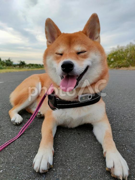 お散歩休憩でリラックスする柴犬くるみ！ 犬,柴犬,シバの写真素材