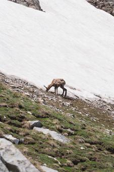 カモシカ_3 カモシカ,鴨鹿,野生の写真素材