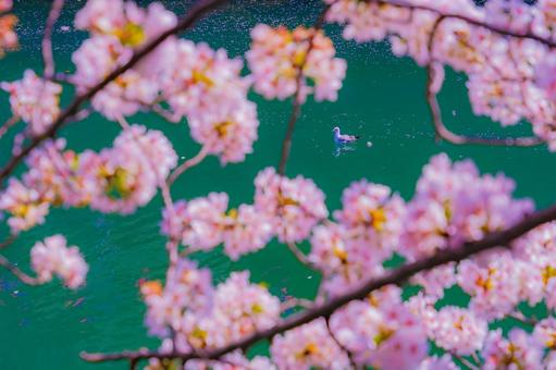 桜と川の風景 桜と川の風景の写真