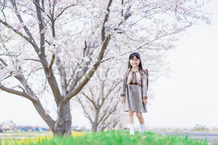 桜並木を歩くランドセルを背負った女の子 新年度,桜,東洋人の写真素材
