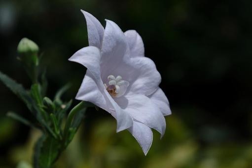 Photo, campanulaceae, flower, bellflower family, 