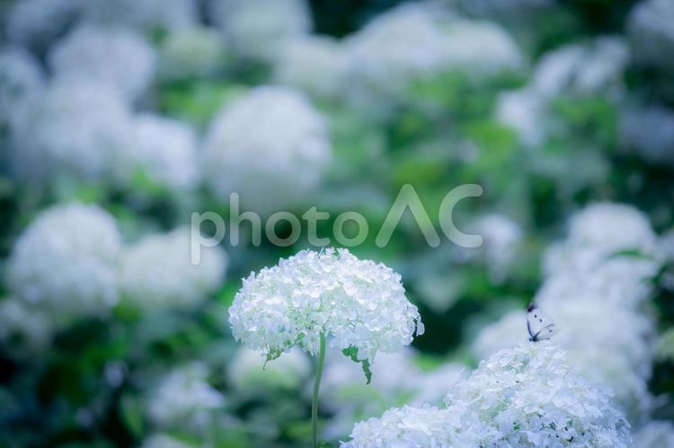 白いアジサイと蝶 アジサイ,あじさい,紫陽花の写真素材