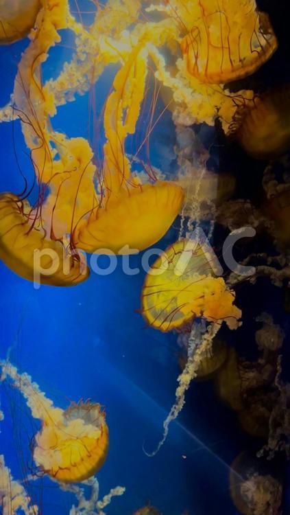 アメリカヤナギクラゲ② アメリカヤナギクラゲ,海月,鴨川シーワールドの写真素材