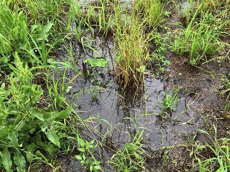 深い水溜まりで生える雑草 深い水溜まりで生える雑草の写真