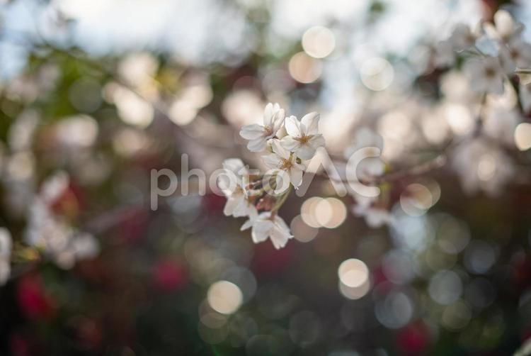 春の風景　桜と玉ボケ 春,桜,さくらの写真素材