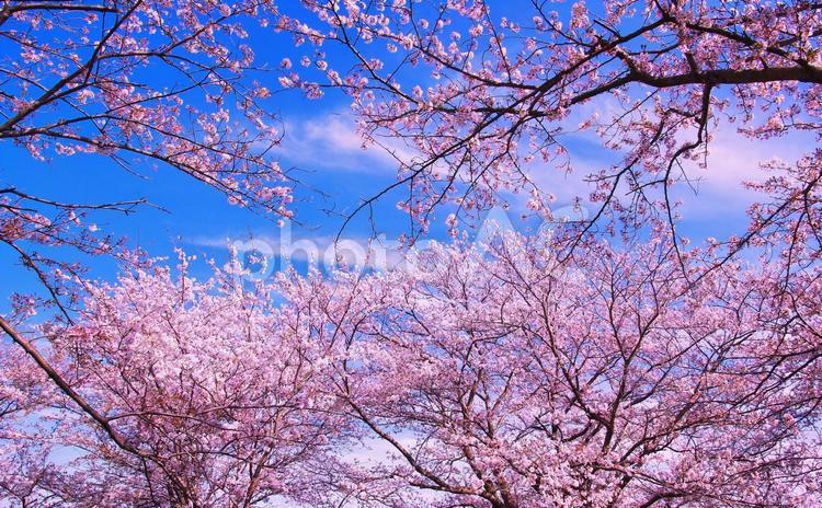 桜並木と青空 桜,花,桜並木の写真素材
