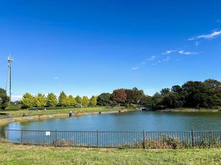 青空と池 公園,青空,快晴の写真素材