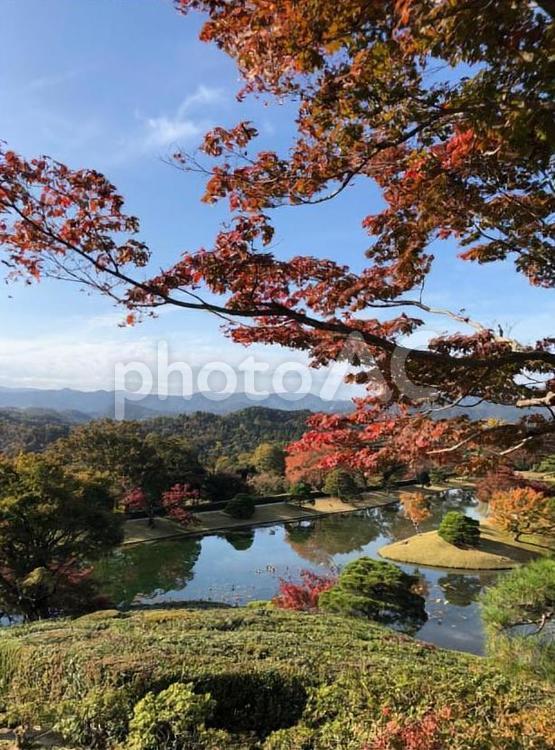 京都　桂離宮　秋　紅葉　もみじ もみじ,紅葉,秋の写真素材
