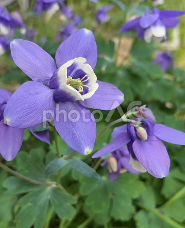 R7.05.15　おだまき　2 オダマキ,おだまき,おだまきの花の写真素材