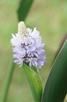 植物 ポンテデリアの花 植物 ポンテデリアの花 ポンテデリア,花,植物の写真素材