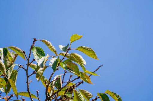 初秋の葉 初秋の葉 葉,サクラ,色づきの写真素材