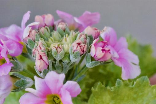 プリムラ 桜草,早春,2月の写真素材