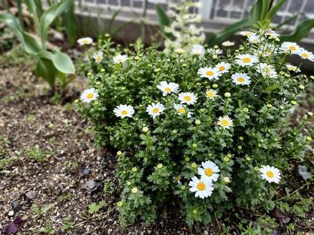 お花 お花の写真