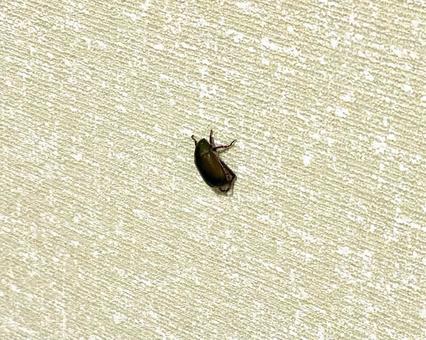 家に突然現れたカナブン 家に突然現れたカナブン カナブン,虫,昆虫の写真素材