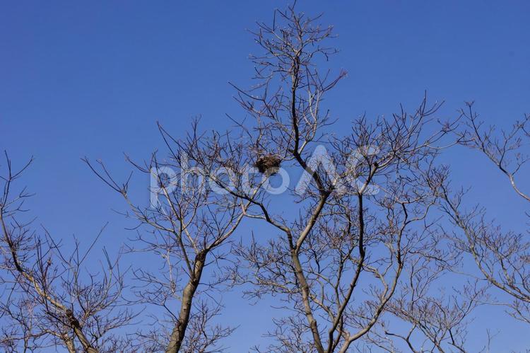 青空と木の枝の鳥の巣 枯木,青空,鳥の巣の写真素材
