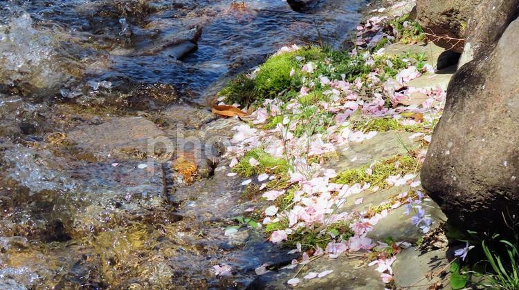 流れる水と吹き溜まりの桜花 川,桜,花びらの写真素材
