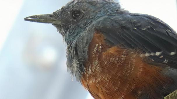 Rock Thrush, JPG Rock Thrush, JPG