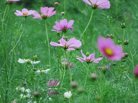 コスモスの花 コスモスの花の写真