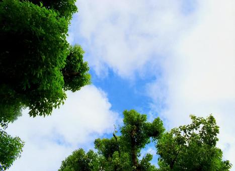 樹木越しの夏空 樹木越しの夏空 夏空,空,水色の写真素材