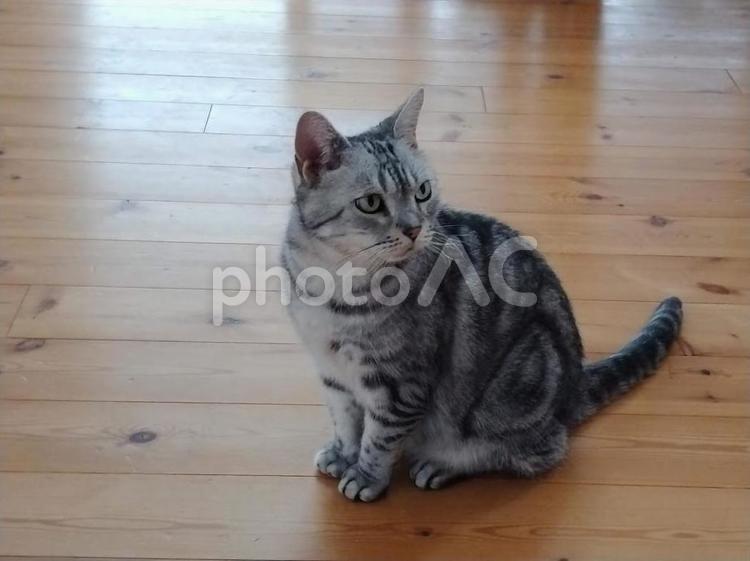 猫　アメリカンショートヘア ねこ,ネコ,ふわふわの写真素材
