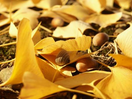 落ち葉とドングリ ドングリ,落ち葉,イチョウの写真素材